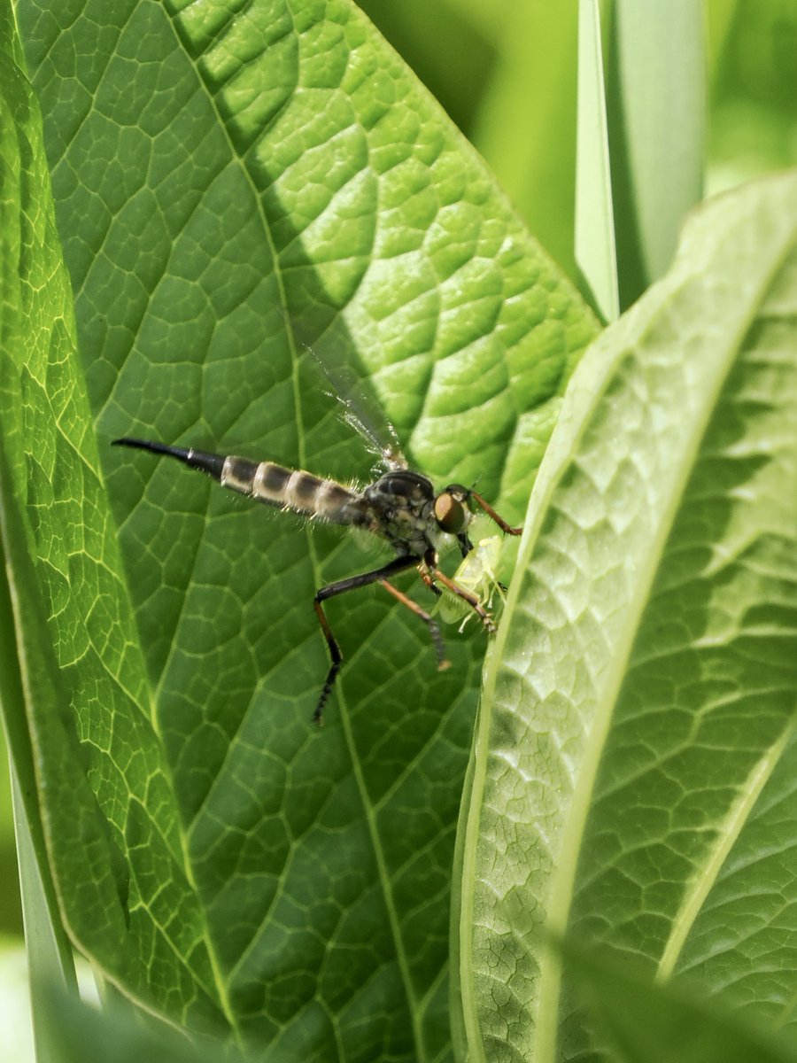 noborun63's tweet image. ムシヒキアブ
須磨離宮公園

#昆虫好きな人と繋がりたい 
#robberfly