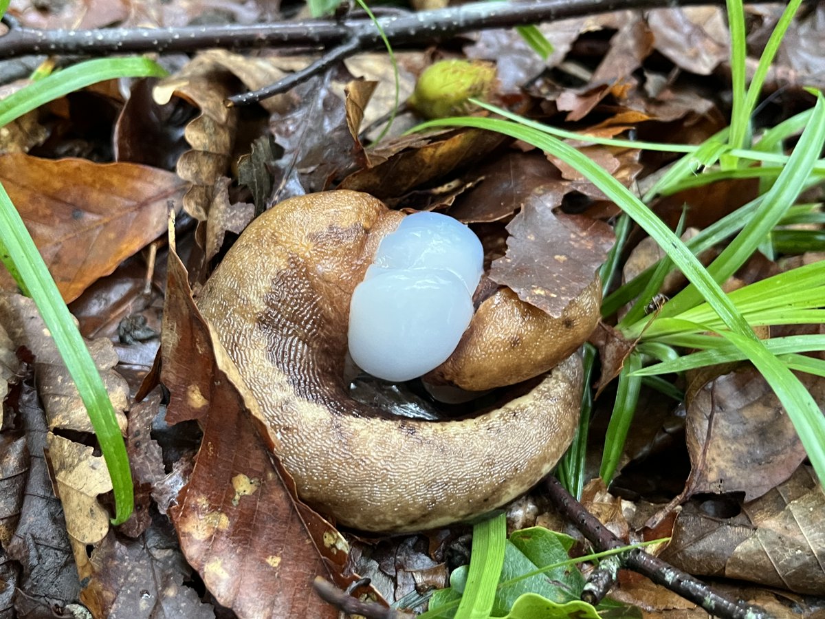去年森で撮影したもの

ナメクジの交尾だろうか？
真ん中のしらたまみたいなのは卵？