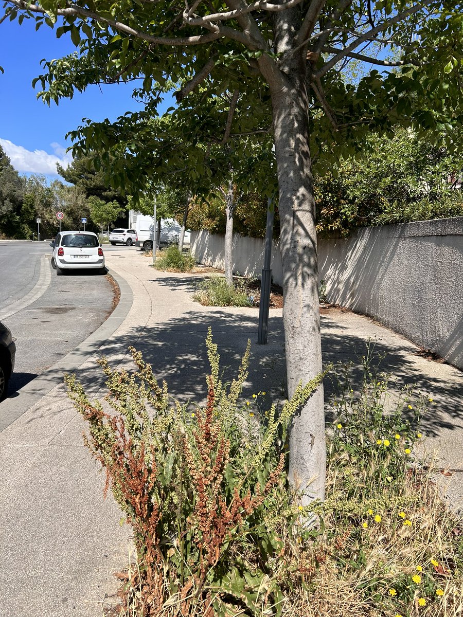 craps72's tweet photo. @montpellier_ @MDelafosse est ce que les habitants de Sabines - les grisettes ont le droit d’avoir des rues propres et entretenues. #Montpellier #grisettes #sabines . Trop de véhicules sur les trottoirs . https://t.co/p1D09kQ8dt