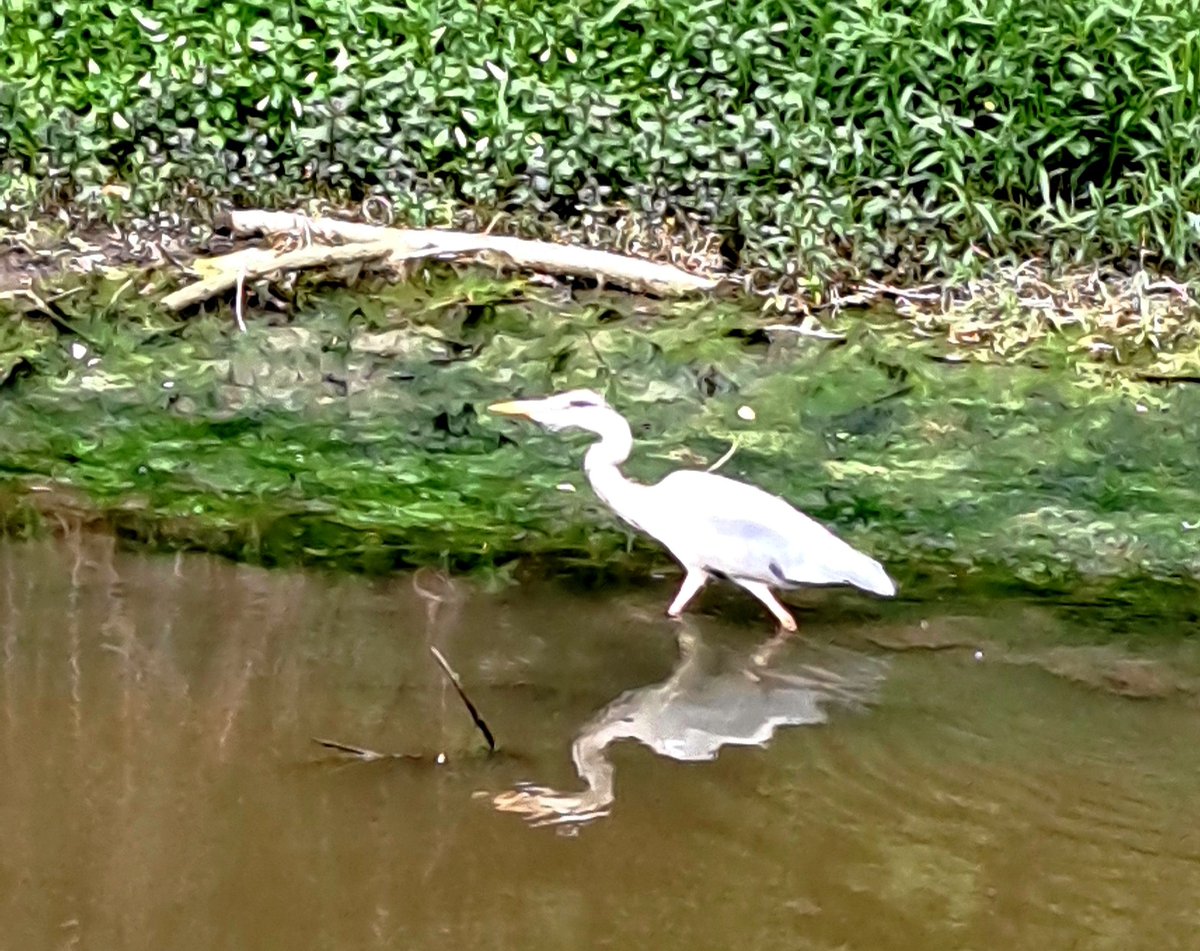 Enjoying the fishing  #heron #riverfoss #yorkcitycentre