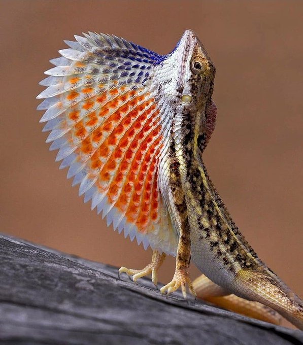 AboutBazaar's tweet photo. ๐งโ๐ญAttenborough's fan-throated lizard (Sitana attenboroughii) is a species of fan-throated lizards in the genus Sitana found in coastal Kerala in southern India. The new species of fan-throated lizard was named after Sir David Attenborough
#Diversity #India #flaura #Fauna https://t.co/do00FC0WgW