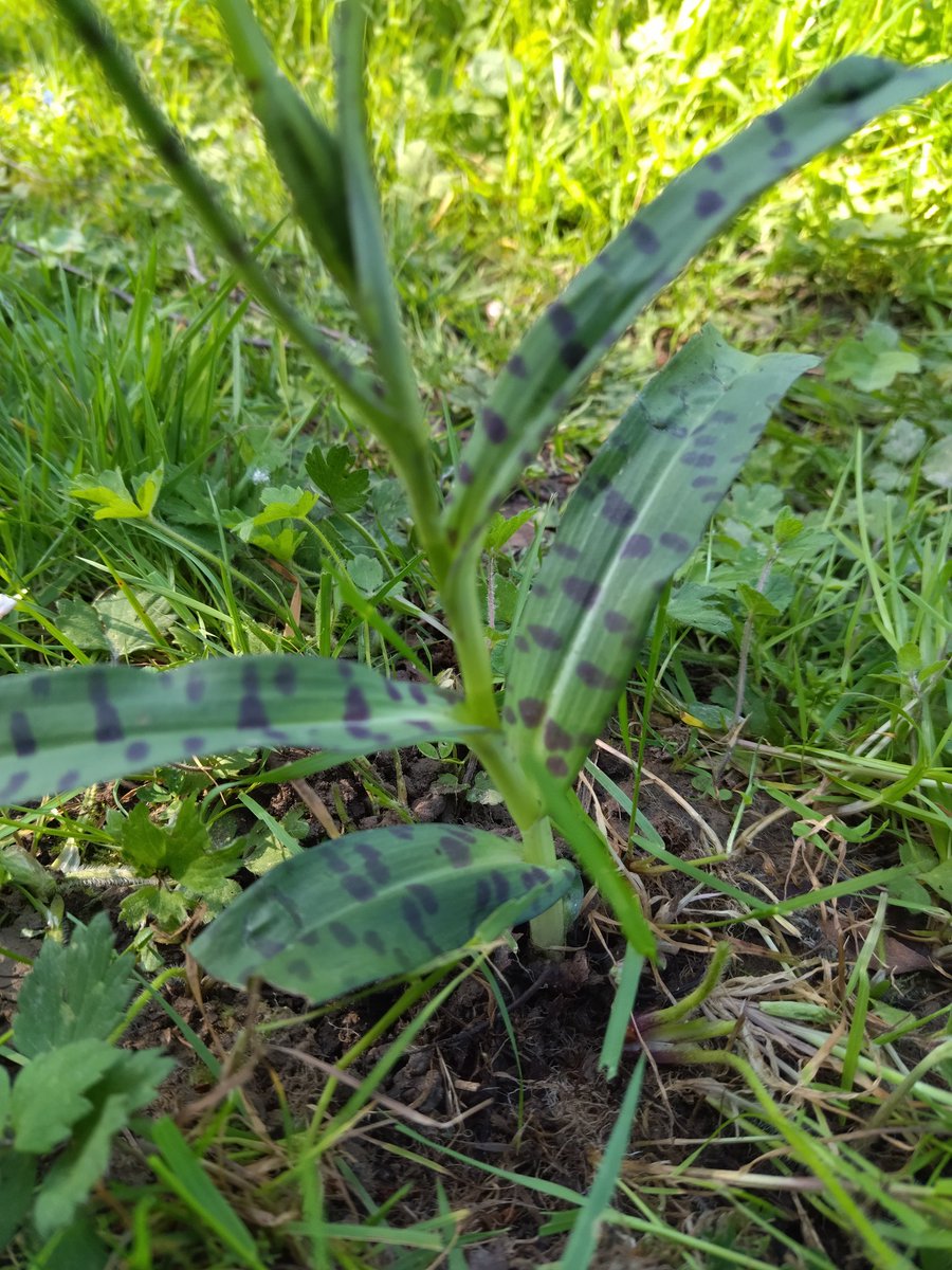 Can't explain how ridiculously excited I am to find this orchid in my shaggy lawn / meadow! Common spotted orchid I think. Unfortunately right in the middle of what is normally a mown path - the path will have to go! #NoMowMay