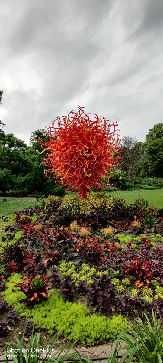 ShaneJones121's tweet image. This summer the Chihuly exhibits are at the @mobotgarden. These are amazing glass art exhibits by @ChihulyStudio located throughout the gardens.

Definitely worth visiting. 
#stlsummer #summeractivities