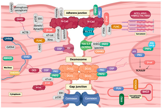 SRMyocarditis's tweet photo. From bedside to the bench, the role of myocardial inflammation (M-Infl) is emerging in the pathophysiology, phenotype, and treatment of traditionally genetic cardiomyopathies (DCM/ACM). Check our "hot off the press" review!
https://t.co/RyycCYdKf6 https://t.co/73jChcCz3Y