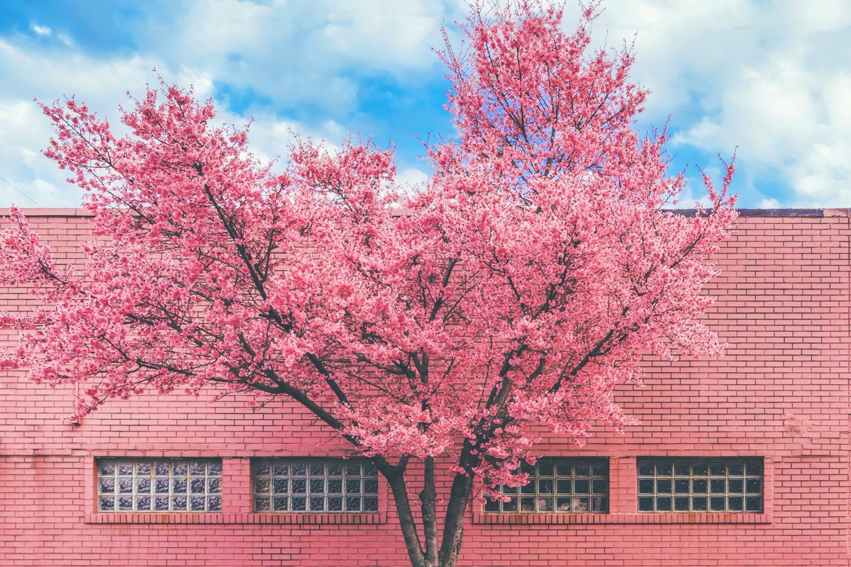 DaveDiCello's tweet photo. A very happy Mother's Day to all of the moms out there. Hope that you all are spoiled today for everything you do for us. Thought that I'd share a little collection of heart shaped spring colors around #Pittsburgh today...looks like it's going to be a beautiful day to celebrate. https://t.co/dnChe343ZS