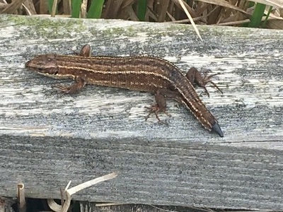 Foulshaw2's tweet photo. Just warm enough for lizards. This one is starting to regrow its tail after detaching it to escape a predator. https://t.co/p2vrJ7B1CE