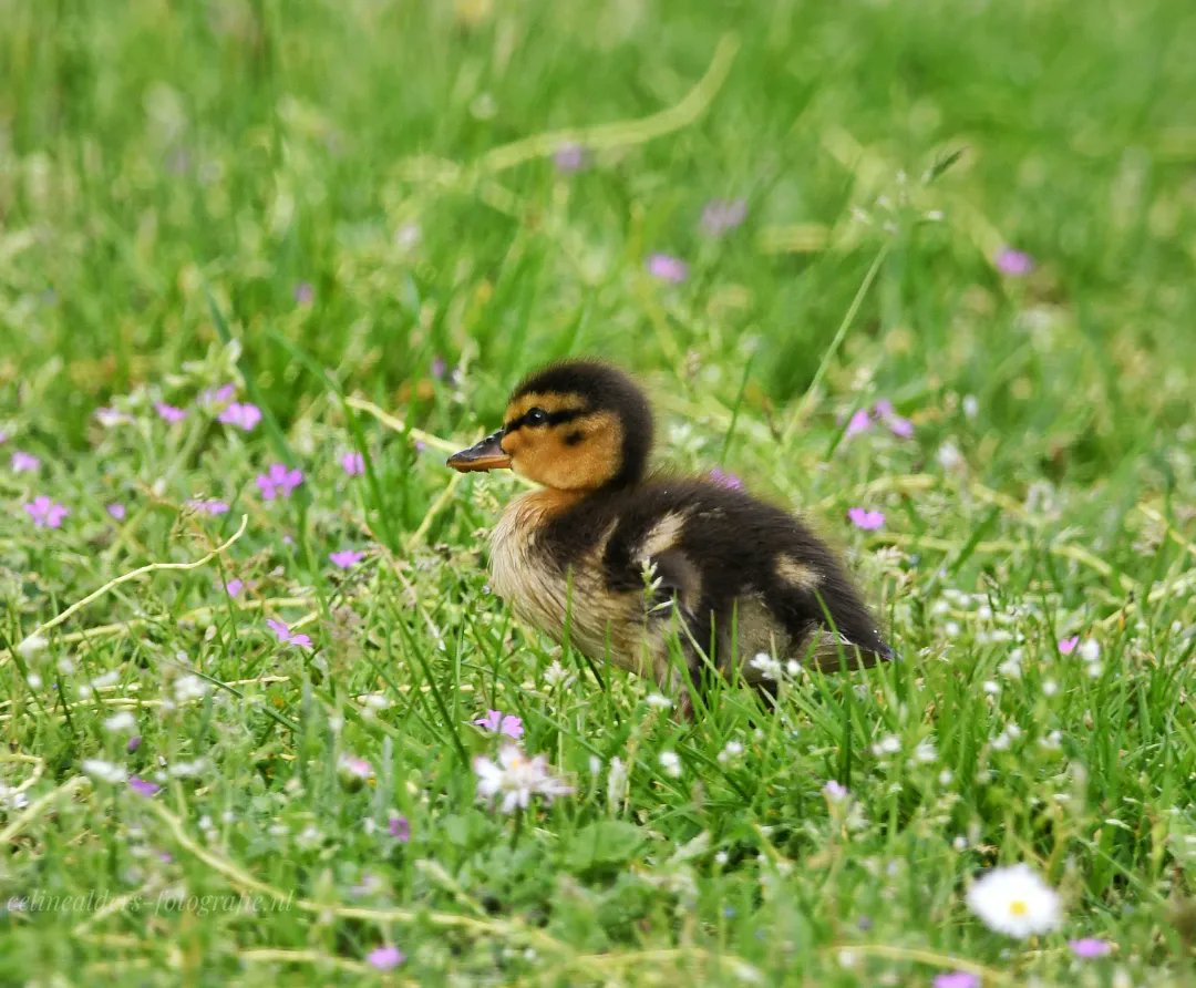 #lentekriebels . 1e nest dit jaar in @HoekvanHollandd #kuikens. #spring #vogelfoto #NaturePhotography #ducks #dslr @vogelnieuws @VroegeVogels @IamNikonNL @Natuurmonument @nf_magazine @NatuurfotoNL @zoomnl @ZHLandschap @ChipFoto @beleefdelente @RTV_Rijnmond @CameraNU_nl
