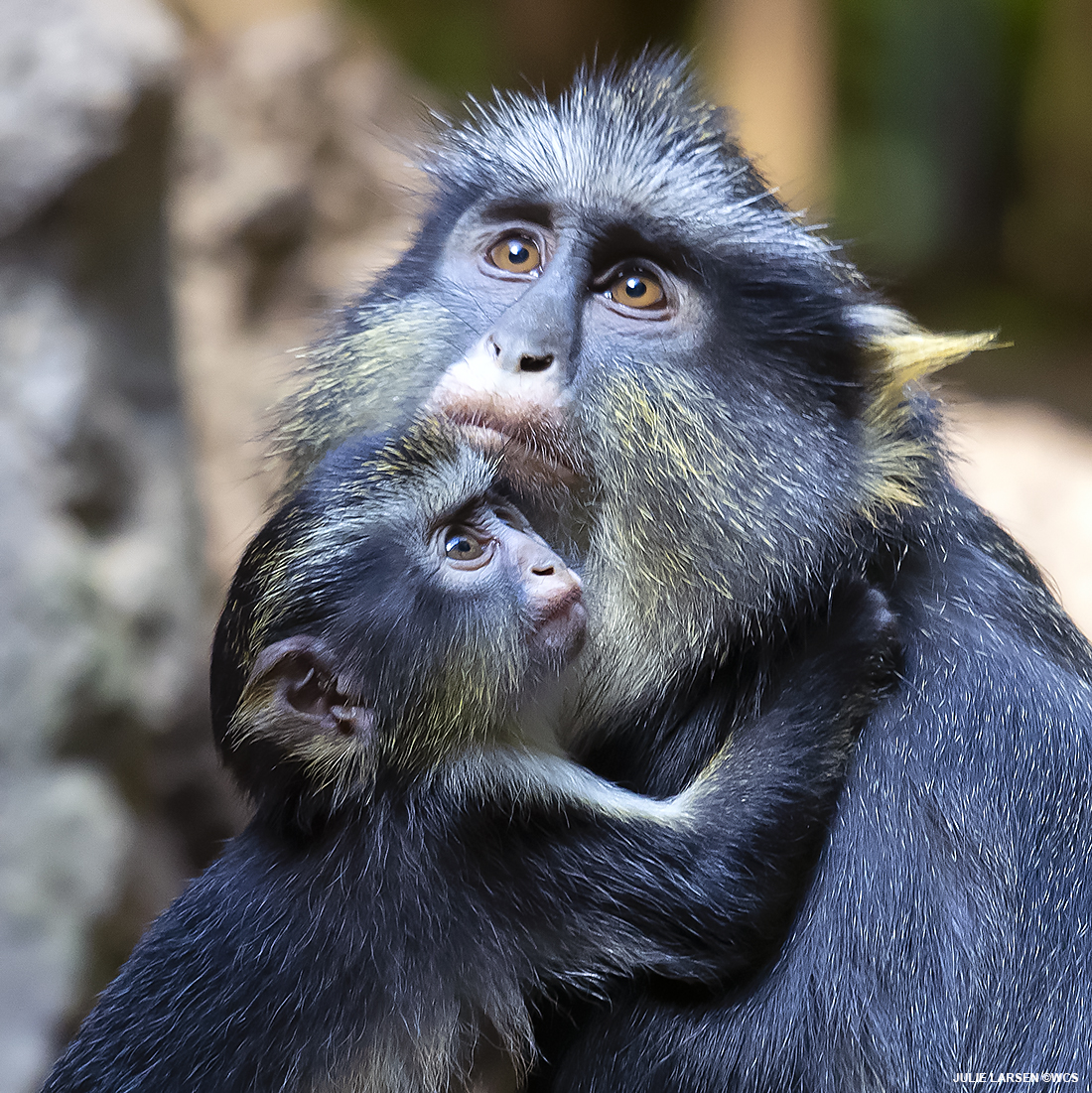 julie_l_larsen's tweet photo. WOLF'S GUENON #happymothersday #fromthearchives @TheWCS @BronxZoo #Congo #monkey #babyanimals #mothersday #monkey #monkeysoftwitter https://t.co/sm52nEEP9b