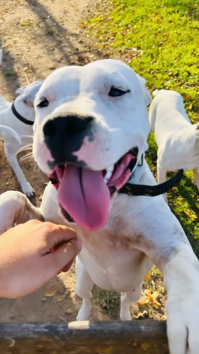 Campeón #Domingo  #campo <a href="/ArgentinoCampo/">Campo Argentino</a> #dogo