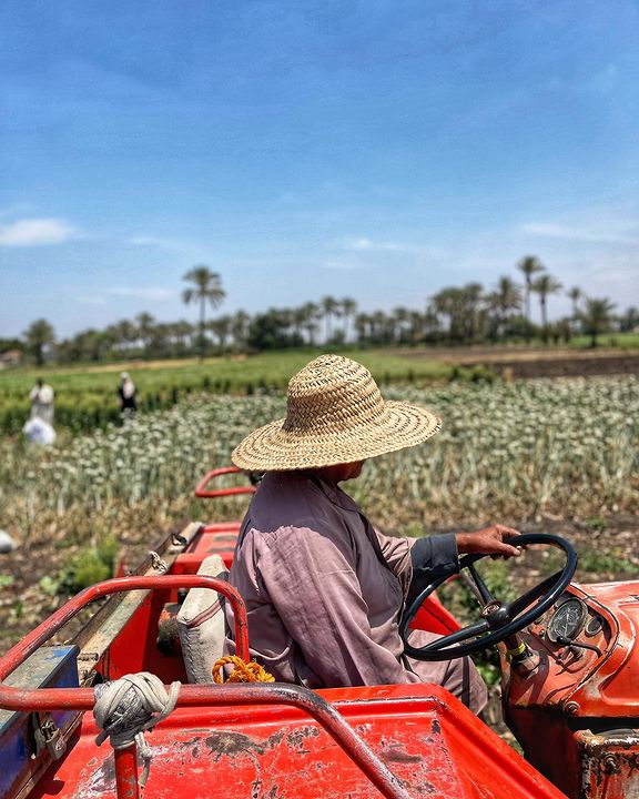 essam_alshaaer's tweet image. موسم حصاد البصل المصري في قرية أتميدة وهي وحدة من القرى التابعة لمركز #ميت_غمر في #محافظة_الدقهلية في #مصر.

#الريف_المصري #الزراعة_المصرية