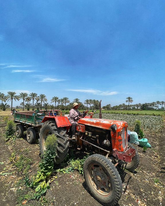 essam_alshaaer's tweet image. موسم حصاد البصل المصري في قرية أتميدة وهي وحدة من القرى التابعة لمركز #ميت_غمر في #محافظة_الدقهلية في #مصر.

#الريف_المصري #الزراعة_المصرية