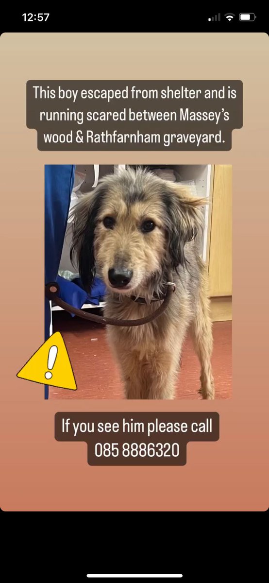 Dog escaped from DSPCA he's around please please share this far and wide south dublin