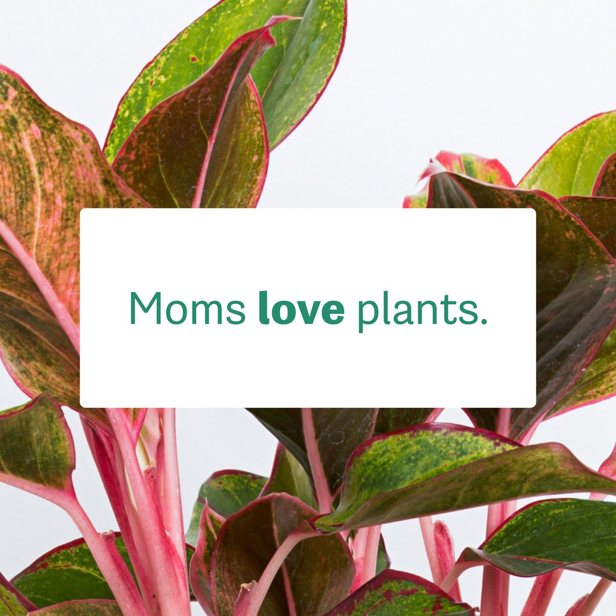 shopgreendigs's tweet photo. Moms love flowers too – but a plant is a lovely living thing she can take care of – just like someone else she knows 😉 https://t.co/Wxi4ybFGQM