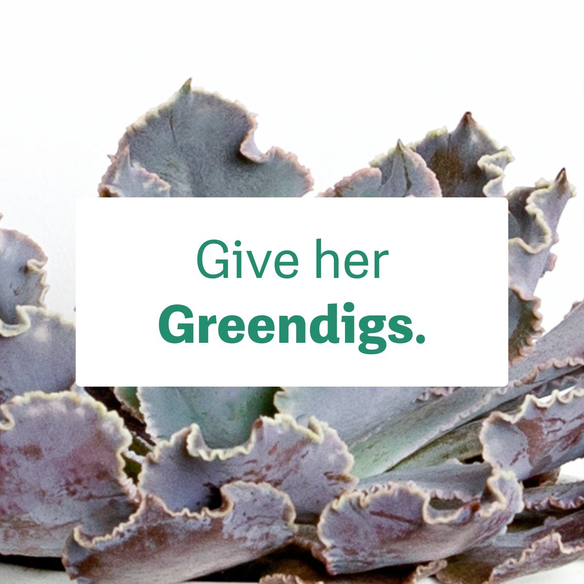 shopgreendigs's tweet photo. Moms love flowers too – but a plant is a lovely living thing she can take care of – just like someone else she knows 😉 https://t.co/Wxi4ybFGQM