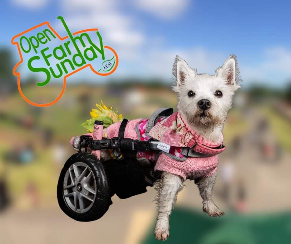 Pumpkin is so excited of being Invited to <a href="/unclehenrysLinc/">Uncle Henry's</a> Open Farm Sunday June 11th.
Her charity <a href="/pumpkin_charity/">Pumpkin and Friends Charity</a> will also be there raising awareness and money for more disabled animals ♿️❤️🐾
Having a disability isn't a death sentence ♥️