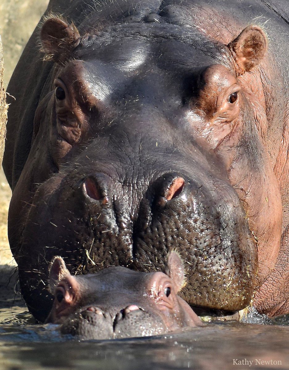 CincinnatiZoo's tweet photo. Happy Mother's Day to all the wonderful Moms, both human and animal! All Moms get FREE admission to the Zoo today! https://t.co/b7vFxdXaKd