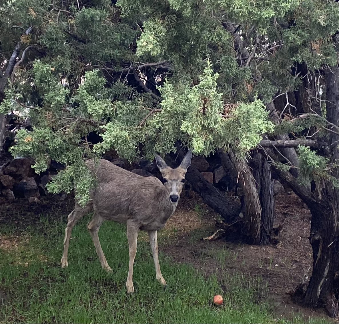 A sweet mother deer scoping out the breakfast buffet for her young. Happy Mother’s Day. amladd.com #mothersday #animalloversunite #naturelover