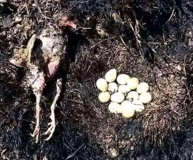 ..She Refused To Run When Fire Came...Protecting Her Eggs

...She Had A Chance To Run But She Couldn't Leave The Eggs

...Many Times Women Have The Choice To Quit Risky Situations...Brutal Marriages..
But Because Of 'You' 😪😪

They Endure For Their Children

HAPPY MOTHERS DAY