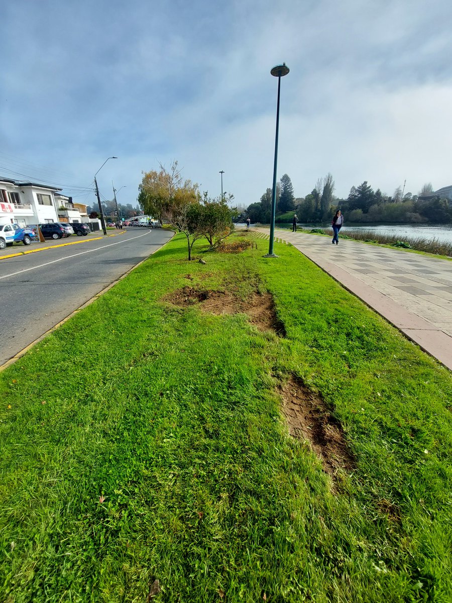 fightvemodalen's tweet photo. Algun conductor loco se metio a la costanera y mato varios arboles #valdiviacl https://t.co/YiJhTsn7xd