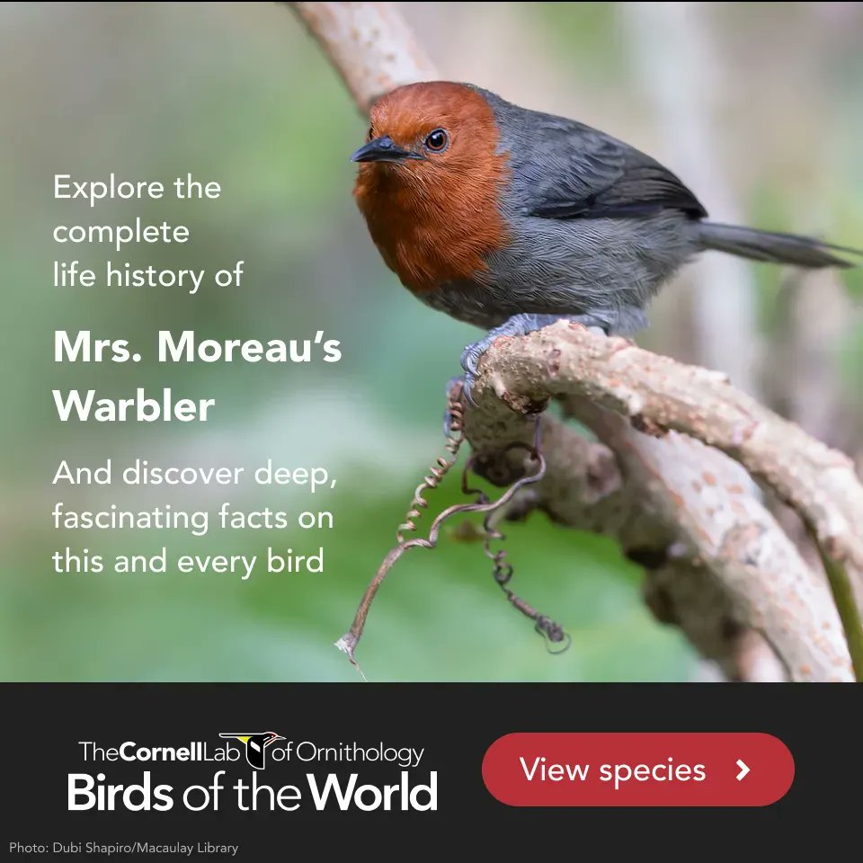 Very little is known about the near-threatened Mrs. Moreau's Warbler, a Tanzanian endemic found in montane forest clearings. But what IS known has been captured in detail in the new revision of the Birds of the World species account: bit.ly/41jDXXM