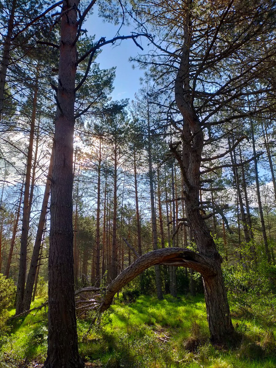 comcu's tweet image. Revisando los trazados del XI Trofeo Serranía de Cuenca.
Valdemeca. 10 y 11 de junio de 2023.