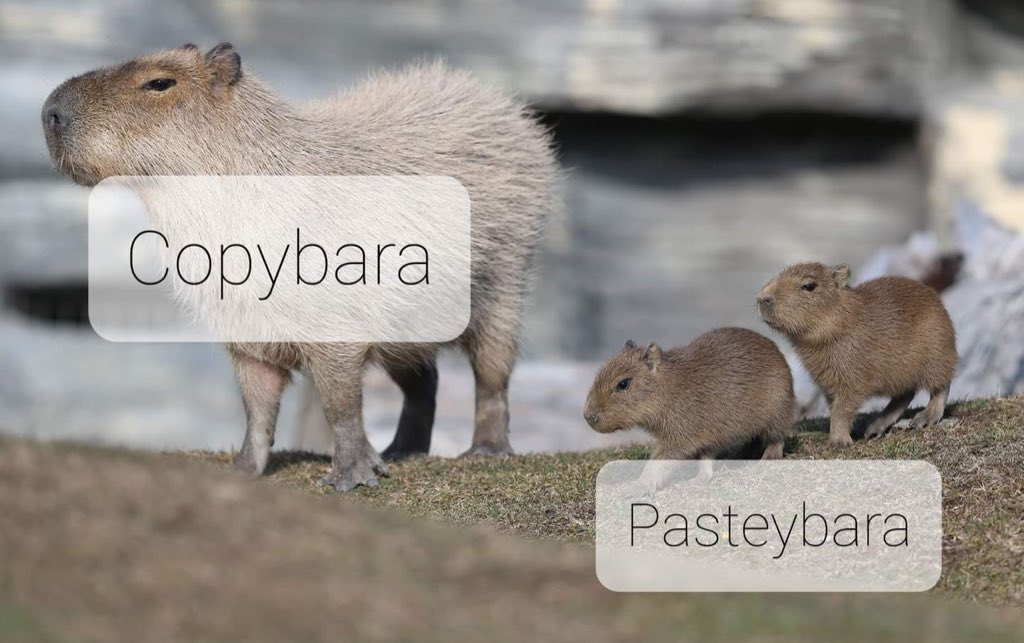 CAPYBARA MAN (@capybara_man) on Twitter photo 