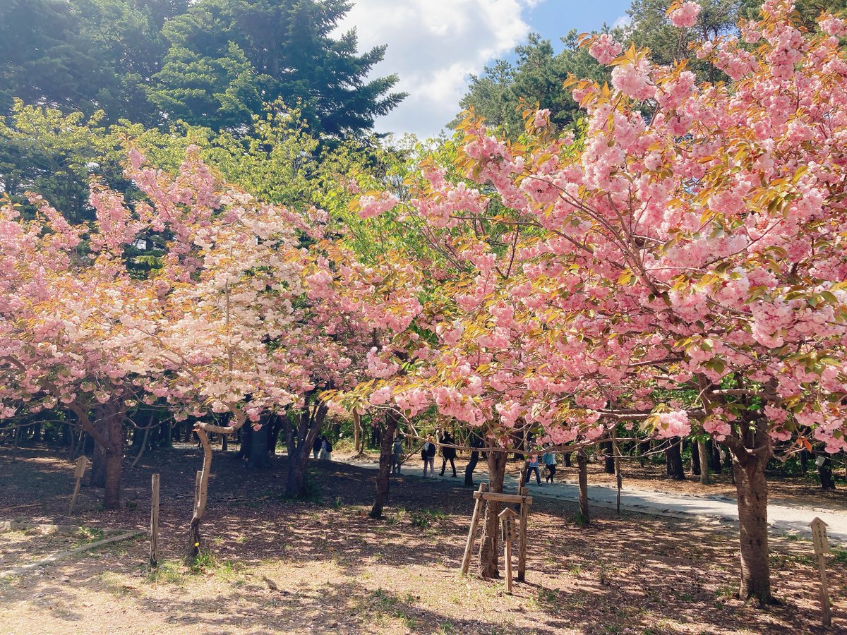 厄払いしてきた 全然まだ桜咲いてたな 