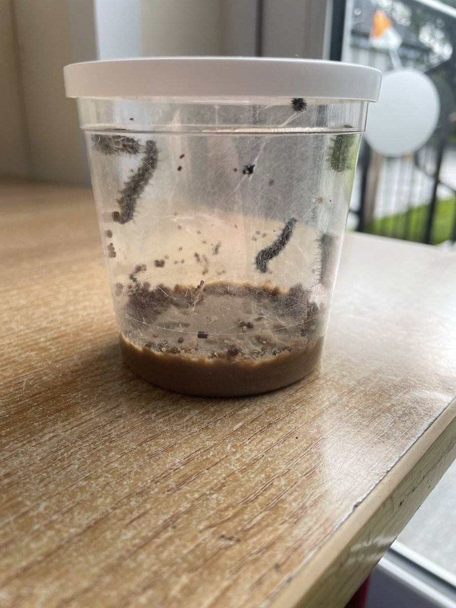 ms_dunne's tweet photo. We’ve been learning all about pollinators recently and the important role they play 🌍 

Our class has also become home to 5 caterpillars who are in the process of making their cocoons! 🐛

@ConlethSt https://t.co/shm3vVLPdK