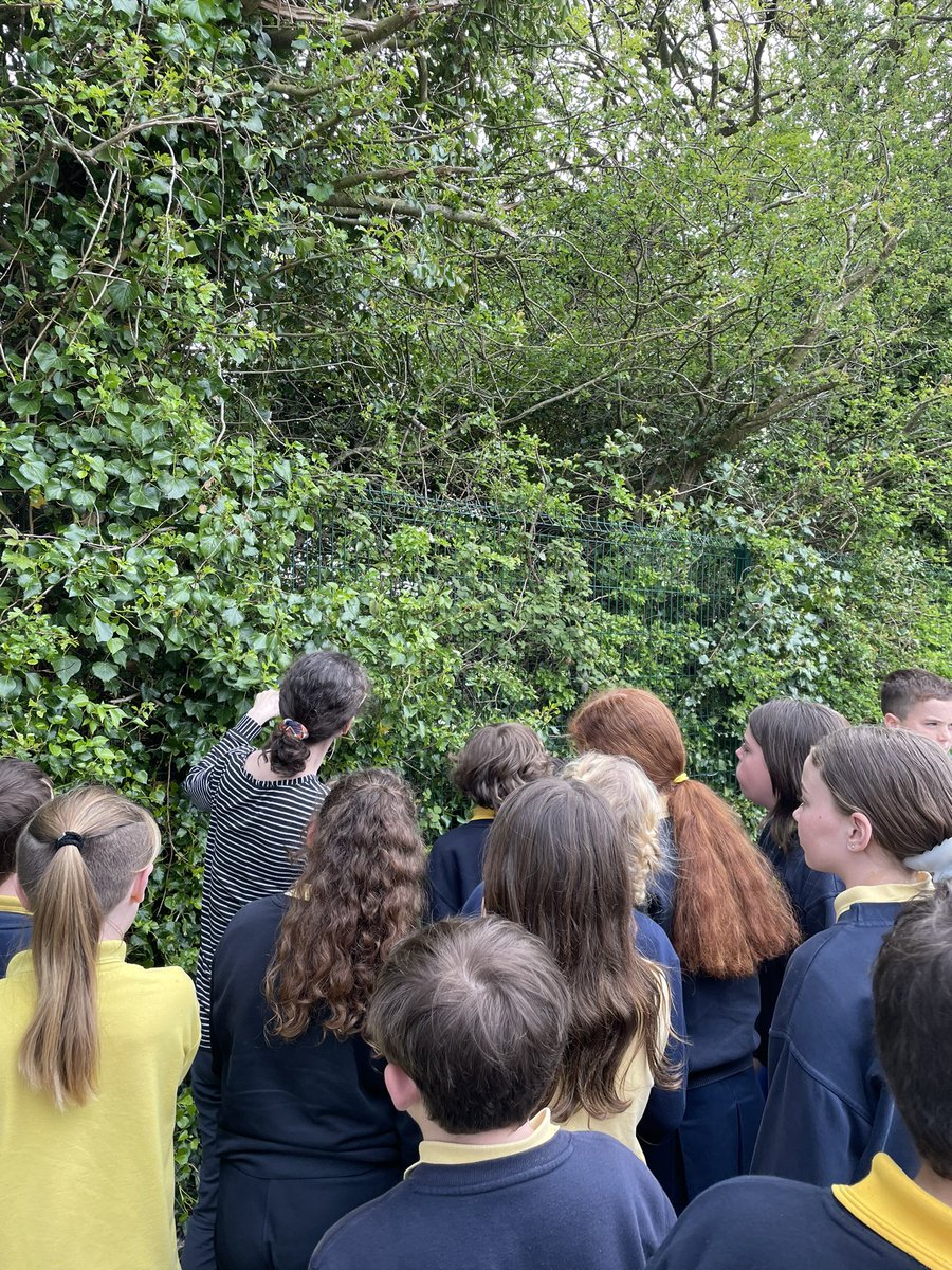 ms_dunne's tweet photo. We’ve been learning all about pollinators recently and the important role they play 🌍 

Our class has also become home to 5 caterpillars who are in the process of making their cocoons! 🐛

@ConlethSt https://t.co/shm3vVLPdK