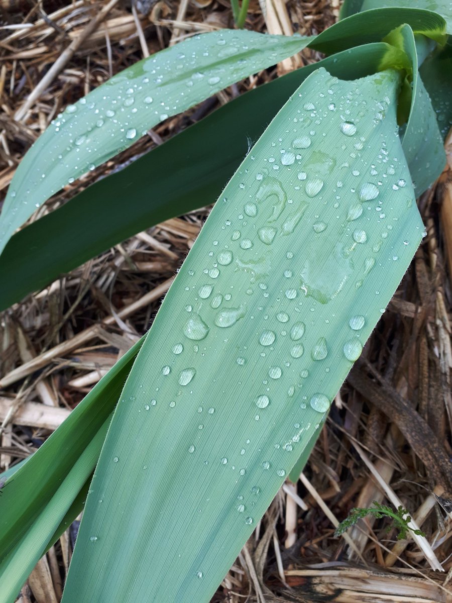 fmrjt's tweet photo. Ha plogut a #Tarragona, però poca cosa. Això sí, passejant pel #Francoli el #blat està més crescut  i les #canyes de postal:

#flora #natura #gotes #aigua #pluja #fotos https://t.co/J0zQQJWTyx