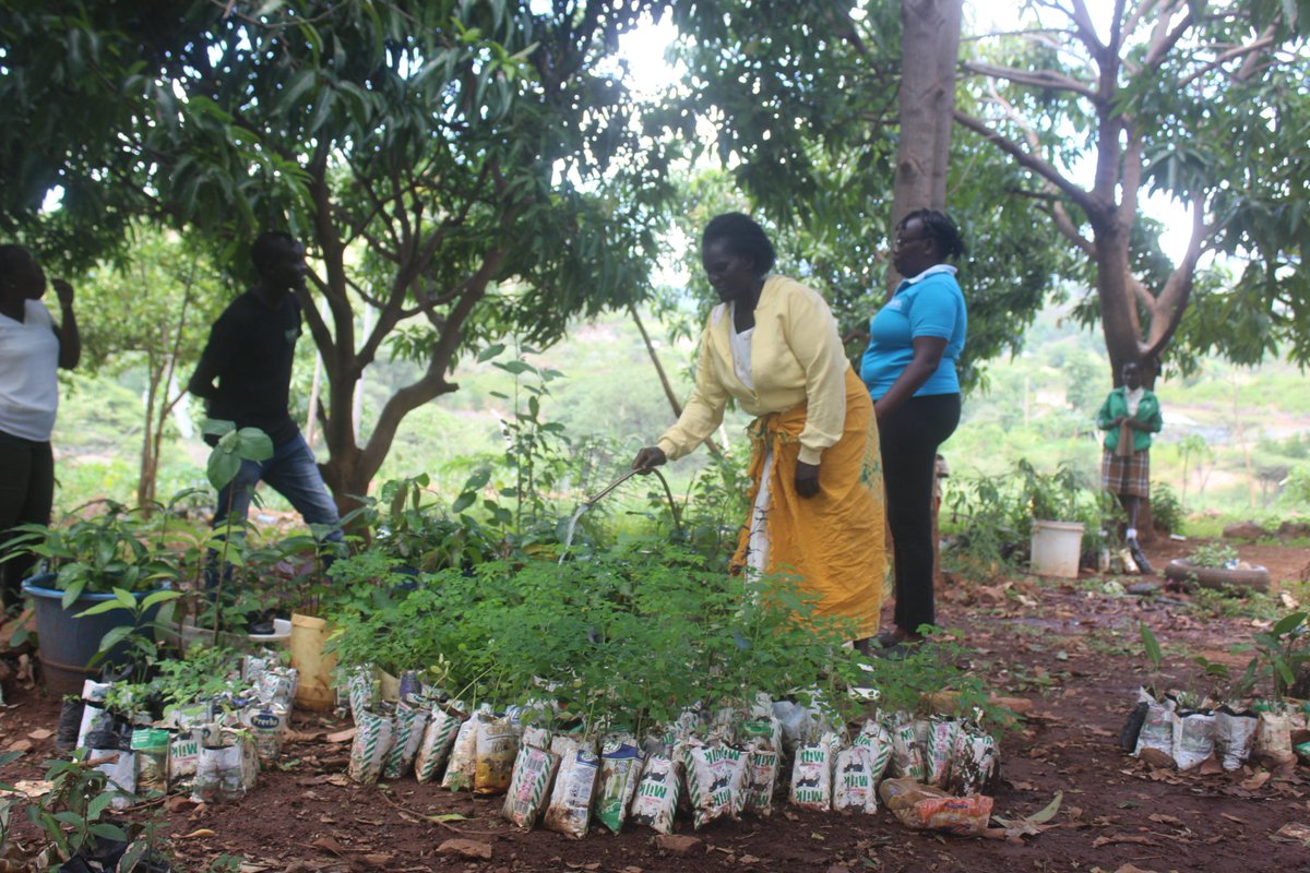 koskey_maureen's tweet photo. Marigat, Baringo-Kenya:
Salinah Cherop watering seedlings in her farm for a mission of land restoration through biodiversity for climate change action
#ClimateAction
#climatechange
#agroecology
#biodiversity
#environmentrestoration https://t.co/XffKXV0Zcd