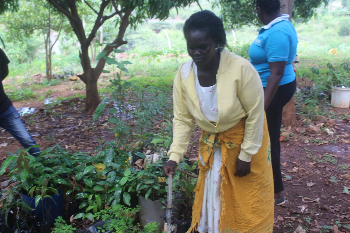 koskey_maureen's tweet photo. Marigat, Baringo-Kenya:
Salinah Cherop watering seedlings in her farm for a mission of land restoration through biodiversity for climate change action
#ClimateAction
#climatechange
#agroecology
#biodiversity
#environmentrestoration https://t.co/XffKXV0Zcd