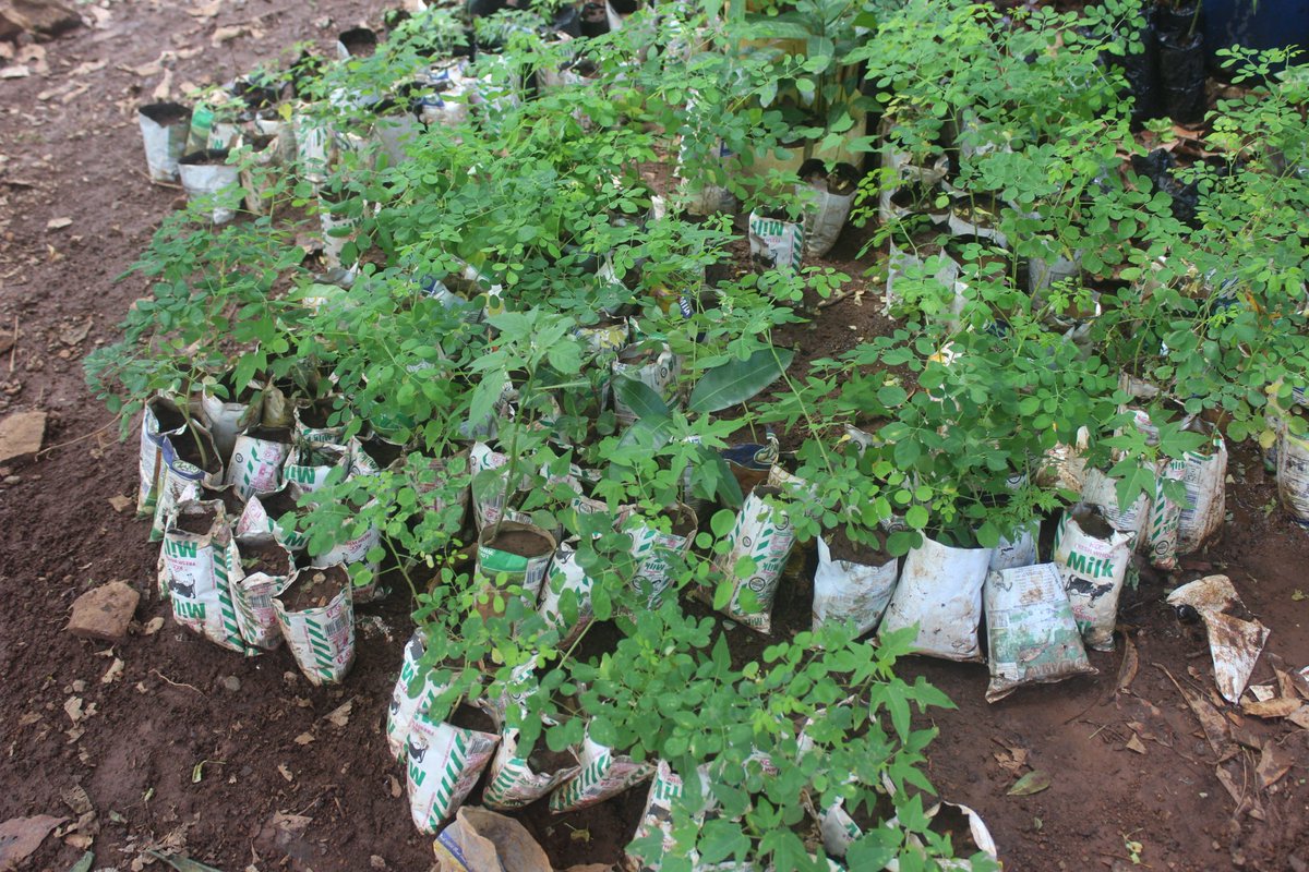 koskey_maureen's tweet photo. Marigat, Baringo-Kenya:
Salinah Cherop watering seedlings in her farm for a mission of land restoration through biodiversity for climate change action
#ClimateAction
#climatechange
#agroecology
#biodiversity
#environmentrestoration https://t.co/XffKXV0Zcd