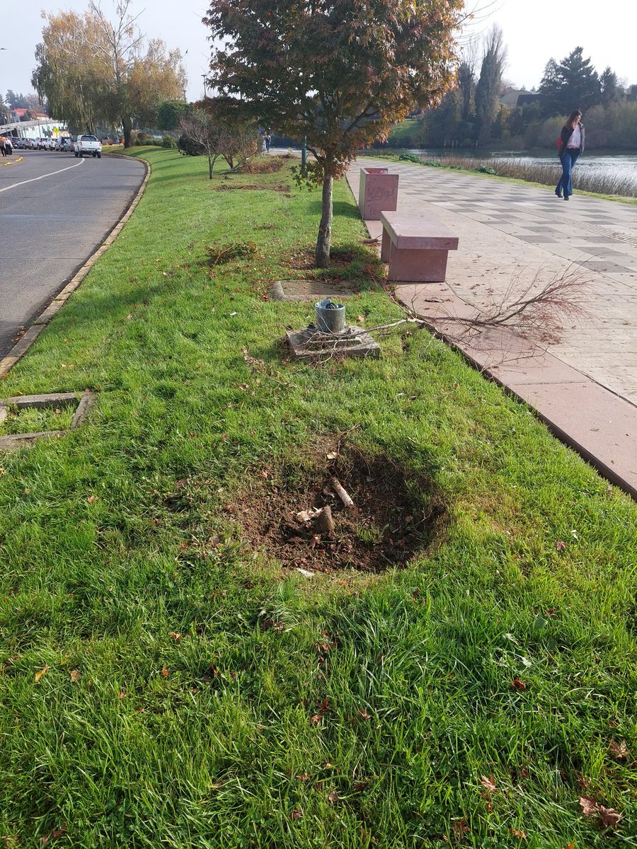 fightvemodalen's tweet photo. Algun conductor loco se metio a la costanera y mato varios arboles #valdiviacl https://t.co/YiJhTsn7xd