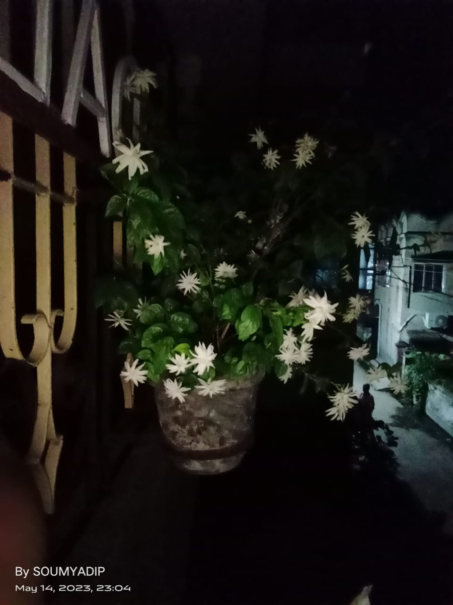 POULAMI2090's tweet photo. White  #love White #mogra White #Homeessence https://t.co/ZYupsk0Joc