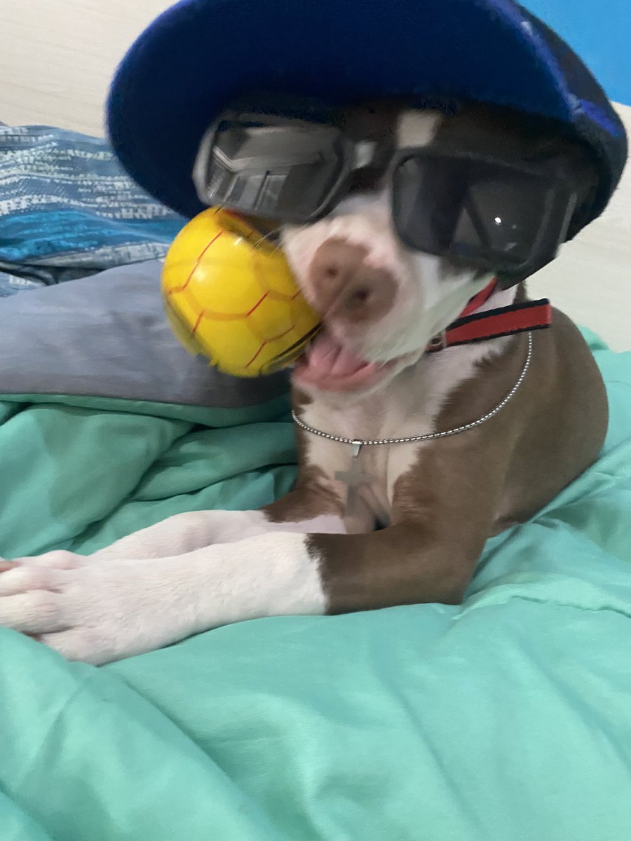 La mía no es pitbull, es una gangster