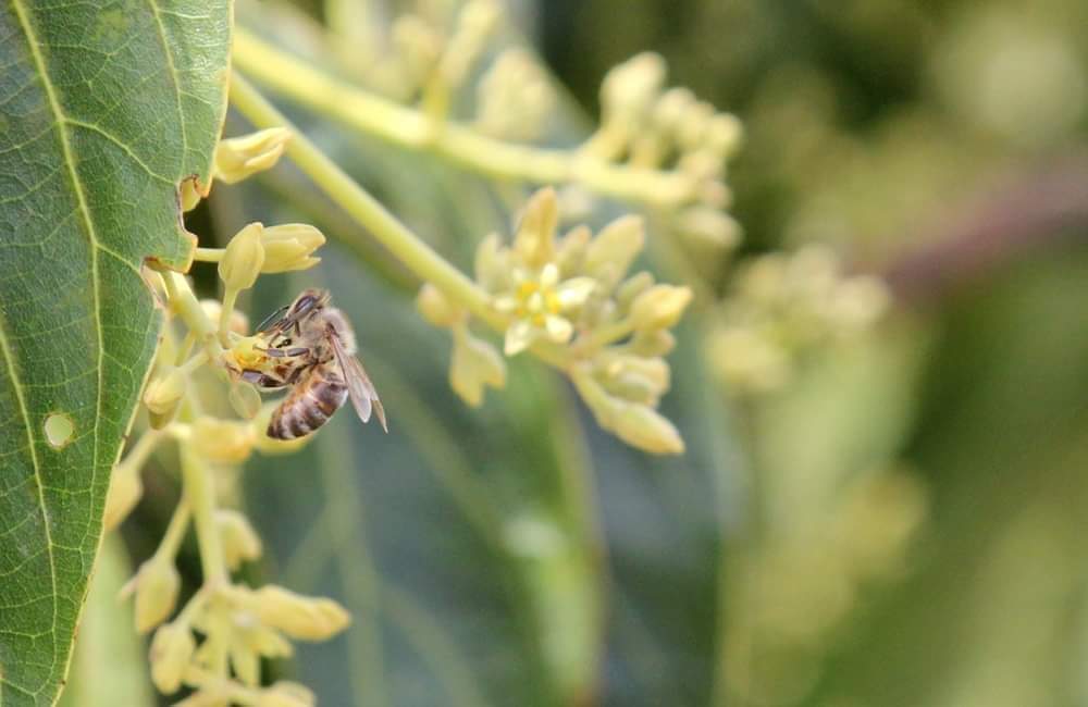 KateregaUthman's tweet photo. Our world is made of an invisible web.
Loss of species weakens this web & can alter an entire ecosystem, & this affects us too.
Take pollinators for example. Without them, most of our food wouldn't exist.
#Nilecado #LetsProtect Biodiversity https://t.co/GpEdGp6gcP