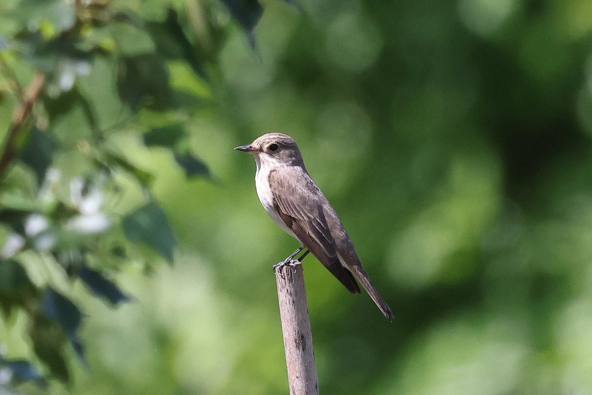 tonimartivico's tweet photo. A Can Dunyó, papamosques gris, mussol comú, Ballester i dubto...
Sembla un Balquer o és una Boscarla de Canyar?

#bassadecandunyo #papamosquesgris #mussolcomu #balquer #ocellsdecatalunya #birdingcatalunya https://t.co/EvX53GhUAw