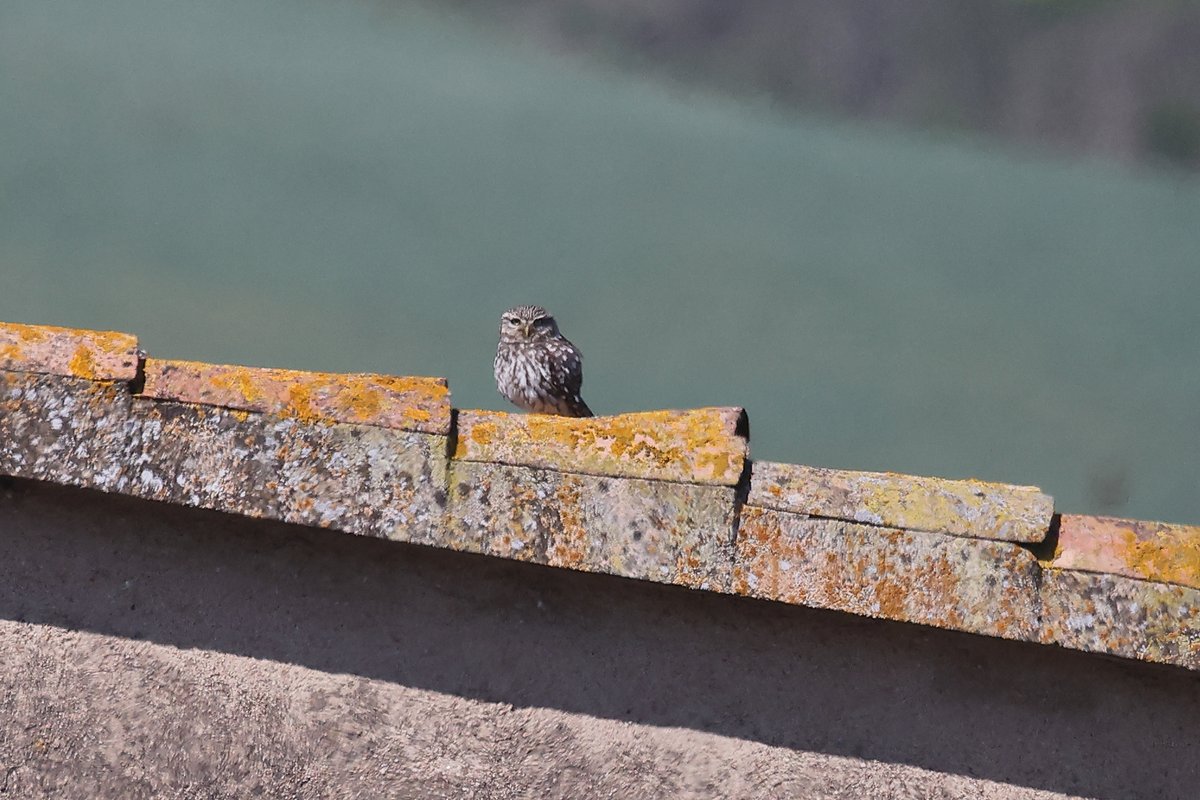 tonimartivico's tweet photo. A Can Dunyó, papamosques gris, mussol comú, Ballester i dubto...
Sembla un Balquer o és una Boscarla de Canyar?

#bassadecandunyo #papamosquesgris #mussolcomu #balquer #ocellsdecatalunya #birdingcatalunya https://t.co/EvX53GhUAw
