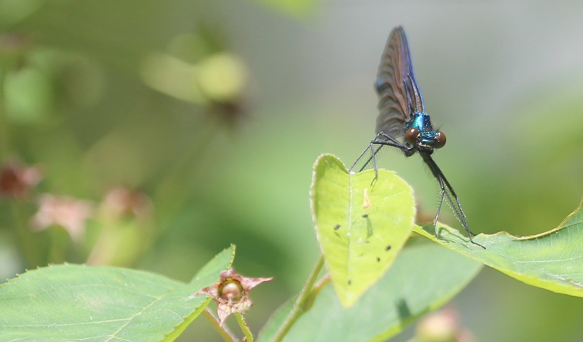jurgen_vds's tweet photo. #Bosbeekjuffer in #Beekvallei 't #Merkske
#CalopteryxVirgo
#BlauflügelPrachtlibelle
#BeautifulDemoiselle
@vlinderNL https://t.co/bzvjlrfLP3