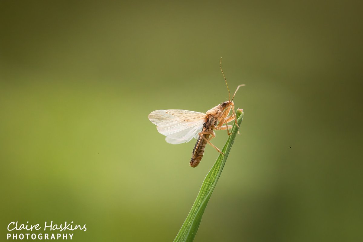 This odd little creature is a damselbug, a predator of other insects. This one taking off from grass near to Cothelstone hill on the Quantocks in West Somerset

#damselbug #predator #macro #insect #nature #wildlife #wings #bug #buglife #bugs #quantocks #somerset #westsomerset