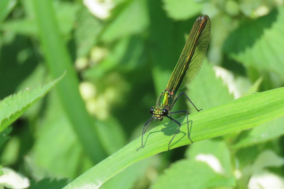 nicolaann851's tweet photo. Is this an Emerald Damselfly? Seen this morning at RSPB Berry Fen. #dragonflyID @BDSdragonflies @Natures_Voice https://t.co/354ZHa9vnU
