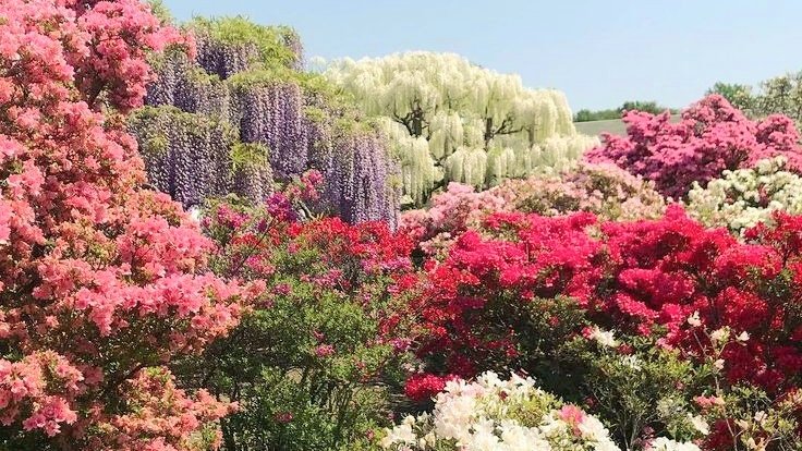 moodyonmoon's tweet photo. "Do remember they can't cancel the spring" https://t.co/Ovl4YwsVwP