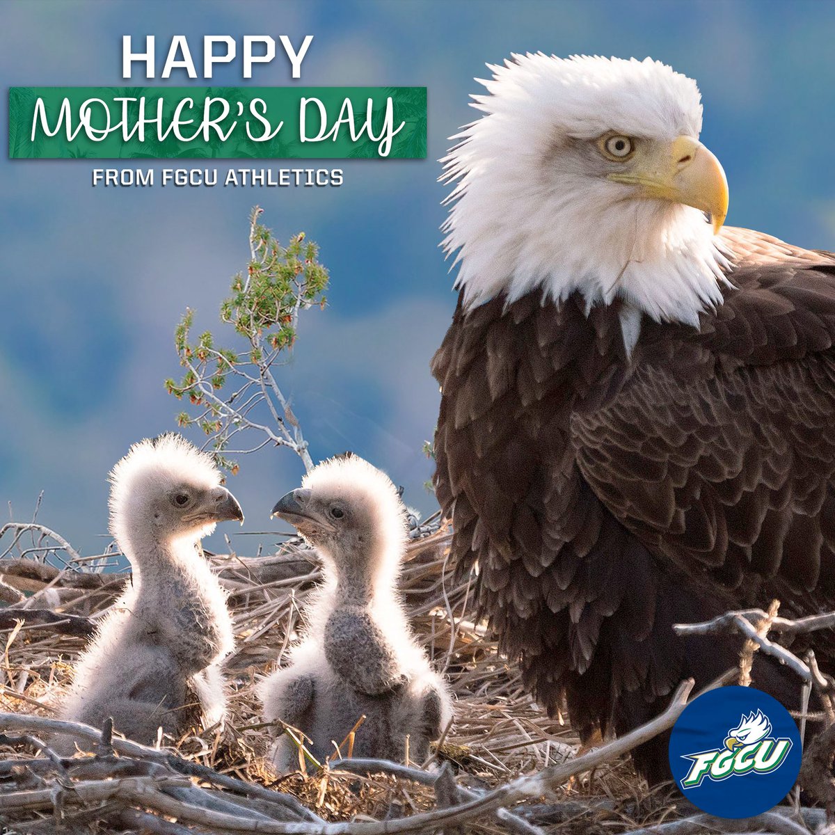 azultheeagle's tweet photo. Happy Mother’s Day to our ENTIRE #SWFL Fam!

#WingsUp 💚💙🤙 https://t.co/xjJN8ri8FU