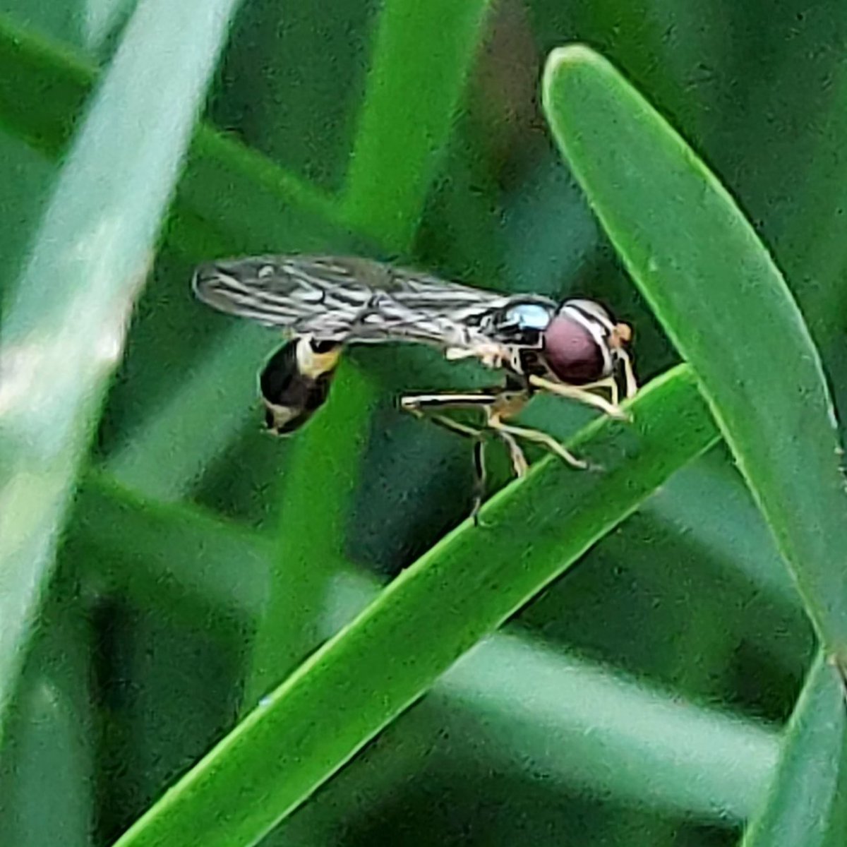 yzbekO's tweet photo. 🐝 マダラコシボソハナアブ 🐝
庭の葉っぱの間を ♪
何かちいさいのが ♪♪
飛んでる ♪♪♪
・
撮ってみたら??
腰の細いアブ ???
・
#昆虫
#マダラコシボソハナアブ
#斑腰細花虻
#BacchaMaculata
#ハナアブ科
#ヒラタアブ亜科
#コシボソハナアブ属
#InsectPictures https://t.co/yOrYRAAI6s