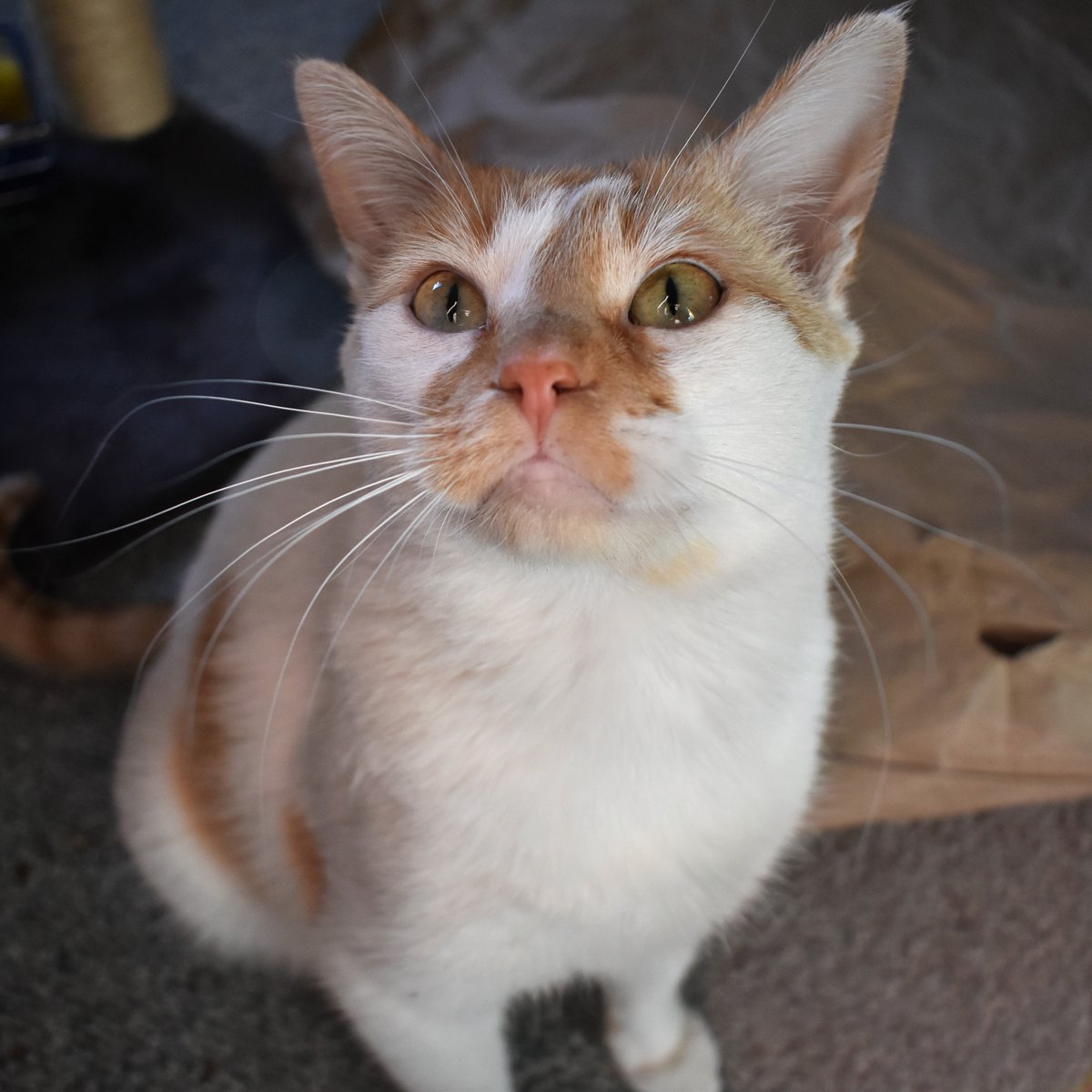 FartyCheddarCat's tweet photo. To da mamas in dis world
Who gibbed us life
Who halped us gro
Who keeped us safe
And warm and fed
Who kleened our bums
And barfs and pees
Who teeched us words
And gibbed us luv
I wishes yoo a happy day
And gibs a fanks for all yoos do

#MamasDay #MothersDay #FankYooMamaILuvsYoo https://t.co/0lvV8g14Ad
