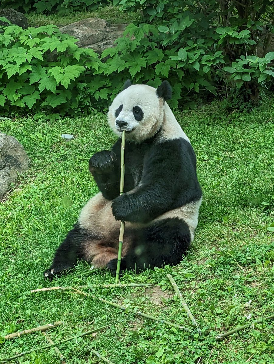 NormaValentini's tweet image. Happy Mother&apos;s Day @MommyMei98!!! @NationalZoo #pandastory #panda