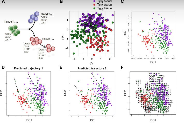 Scientists mapped the different stages of maturation for human T follicular helper and T follicular regulatory cells, which aid B cell development: scim.ag/2C9 #WeekendReads @medicina_lisboa <a href="/ULisboa_/">ULisboa</a> <a href="/immolecular/">iMM</a>