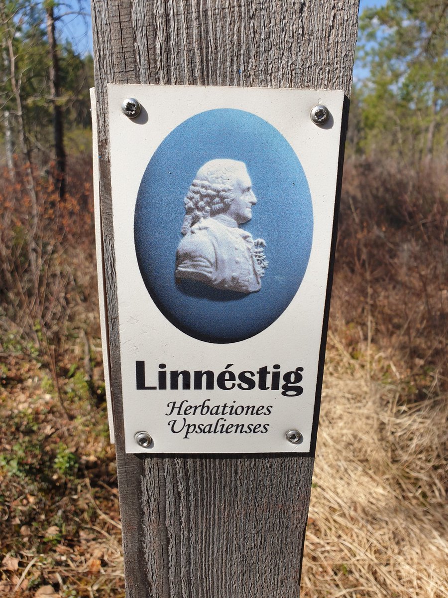 J M Barel 🟥 (@jannabarel) on Twitter photo We followed Linneus' footsteps the last few days. <a href="/GGranath/">Gustaf Granath</a> hosted a #Sphagnum identification course in Uppsala. We collected moss along Linneus' botanical trail and studied them in the lab.
🙏 Thanksfull for this opportunity.
w <a href="/yvettelgenkamp/">Yvet Telgenkamp</a> #InterPeat #peatland We followed Linneus' footsteps the last few days. <a href="/GGranath/">Gustaf Granath</a> hosted a #Sphagnum identification course in Uppsala. We collected moss along Linneus' botanical trail and studied them in the lab.
🙏 Thanksfull for this opportunity.
w <a href="/yvettelgenkamp/">Yvet Telgenkamp</a> #InterPeat #peatland