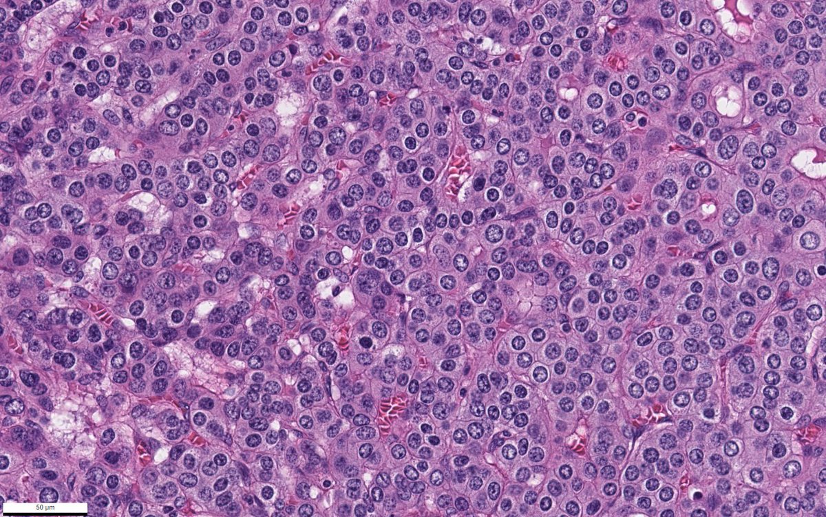 Vladimir Kushnarev tweet media